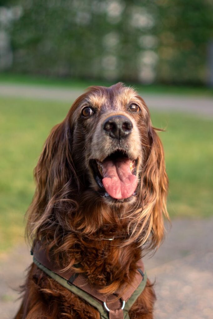 Portrait of a happy Irish Setter in a sunny Berlin park, showcasing vibrant canine joy.