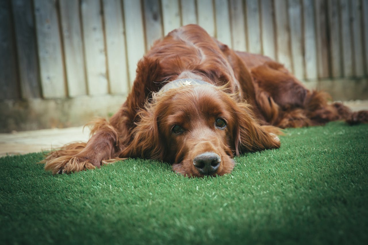 An Irish Setter dog relaxing on lush grass in a backyard, showcasing a peaceful pet portrait.