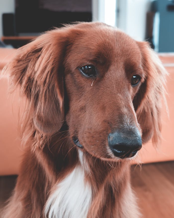 Adorable Irish Setter gazing inside a cozy home.