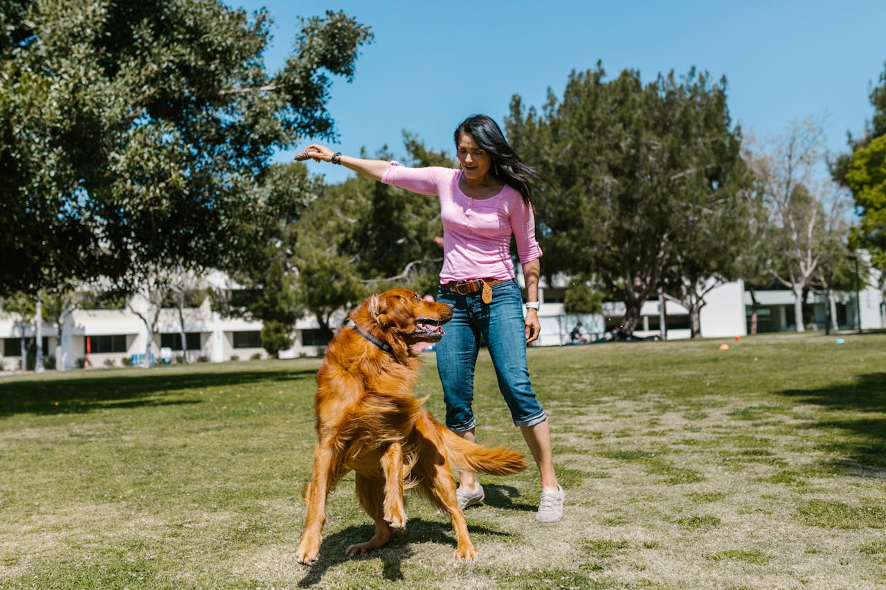 Woman in pink shirt playing with her Irish Setter in a sunny park.