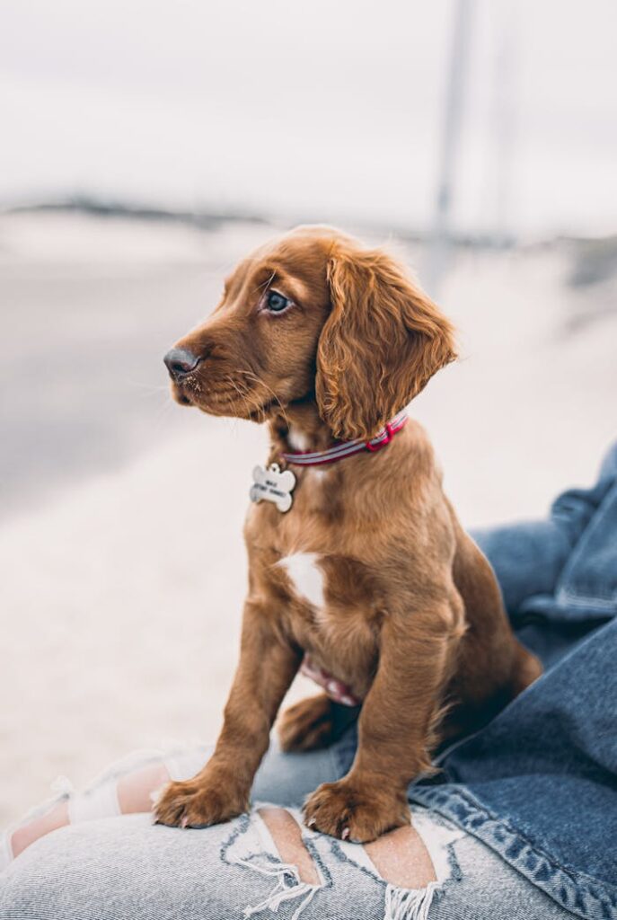 Adorable Irish Setter puppy sitting outdoors on ripped jeans, looking curiously to the side.